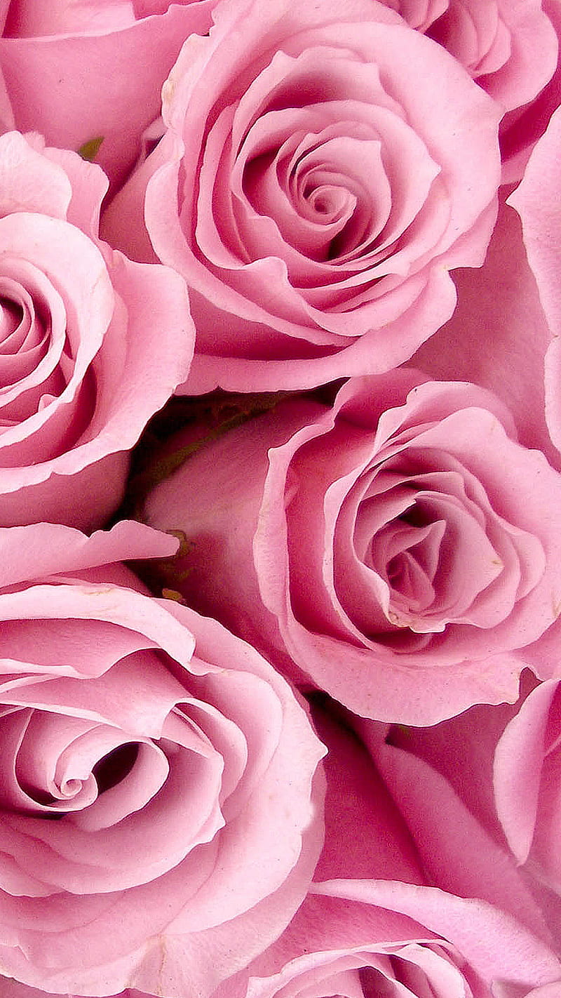 Pink Rose - pink rose, love, HD phone wallpaper | Peakpx