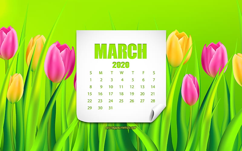 2020 March Calendar, background with tulips, 2020 spring calendar, 2020 concepts, March 2020 Calendar, tulips, spring flowers, March, HD wallpaper