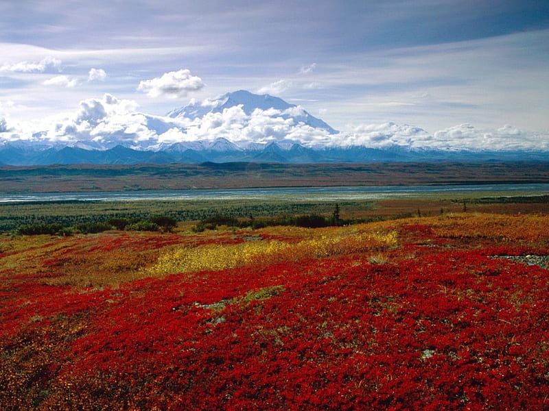 Brilliant Colors of Denali National Park, Alaska, alaska, colors, national, brilliant, park, denali, HD wallpaper