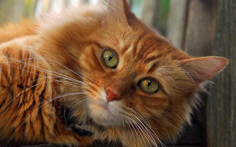 ginger cat, green eyes, cat, cats, HD wallpaper