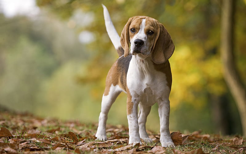 American Foxhound dogs, pets, autumn, cute animals, American Foxhound Dog, HD wallpaper