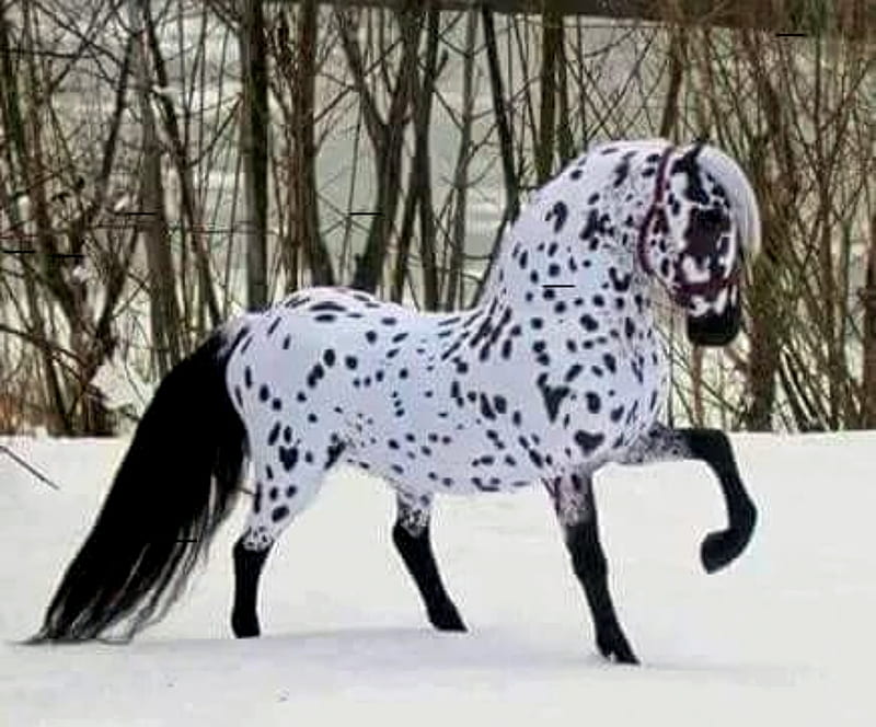 Beautiful Horse In Winter, Winter, Horse, Trees, bonito, Snow, Black and white, Spots, HD wallpaper