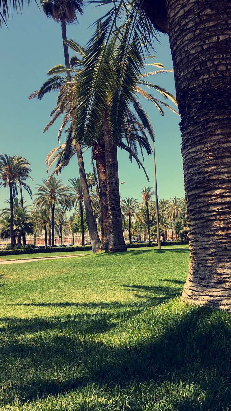 Palma, r, mallorca, nature, palm, summer, HD phone wallpaper | Peakpx