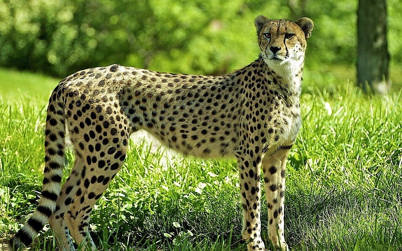 Cats, Cheetah, Animal, HD wallpaper | Peakpx