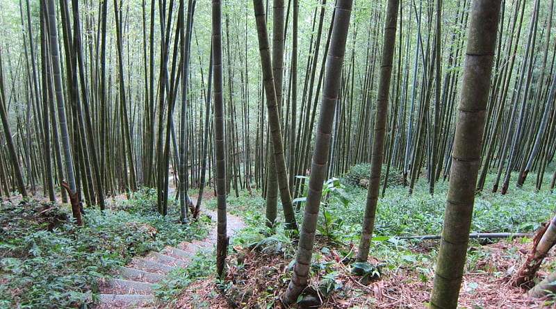 Bamboo forest in the mountain, mountain, mountain climbing, forest, Bamboo, HD wallpaper