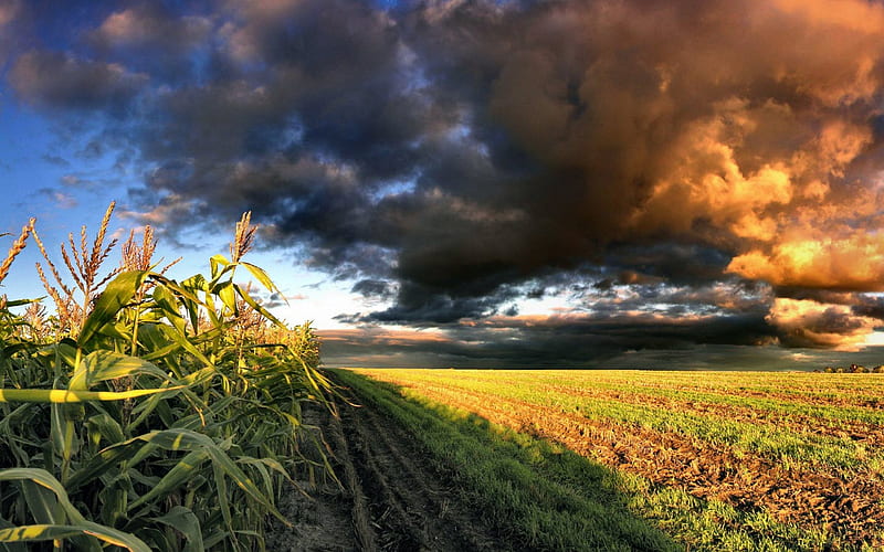DEPTH PERCEPTION, harvest, wheat, dark, clouds, sky, field, HD wallpaper