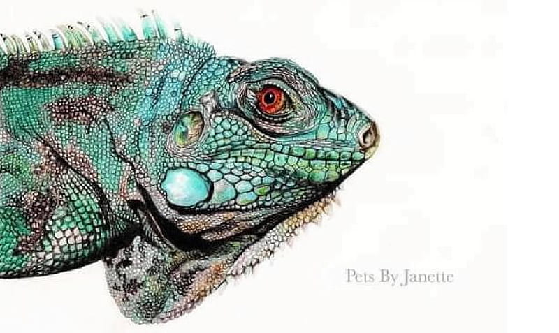 Iguana, Animals, Herpetology, Reptiles, HD wallpaper