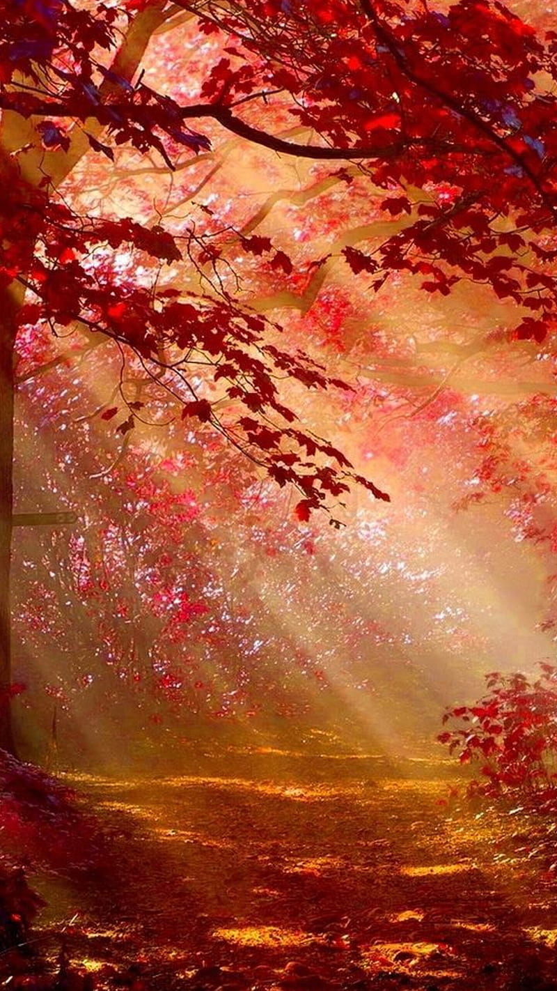 Sunlight in Autumn , sunbeam, forest, leaf, fall, foliage, background, HD phone wallpaper