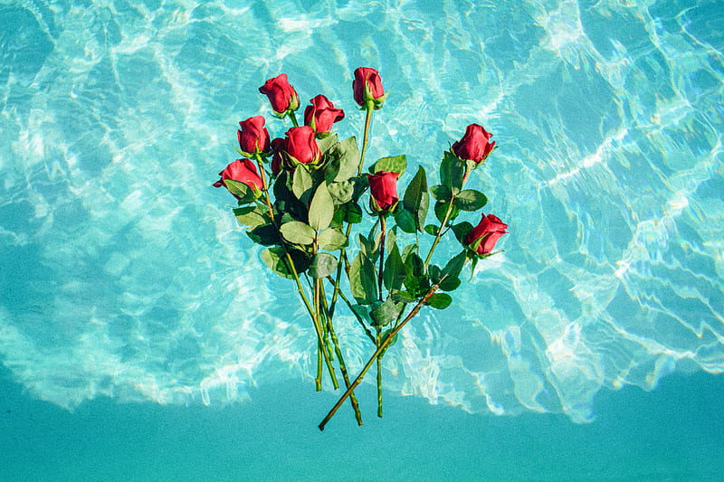 red roses on teal background, HD wallpaper