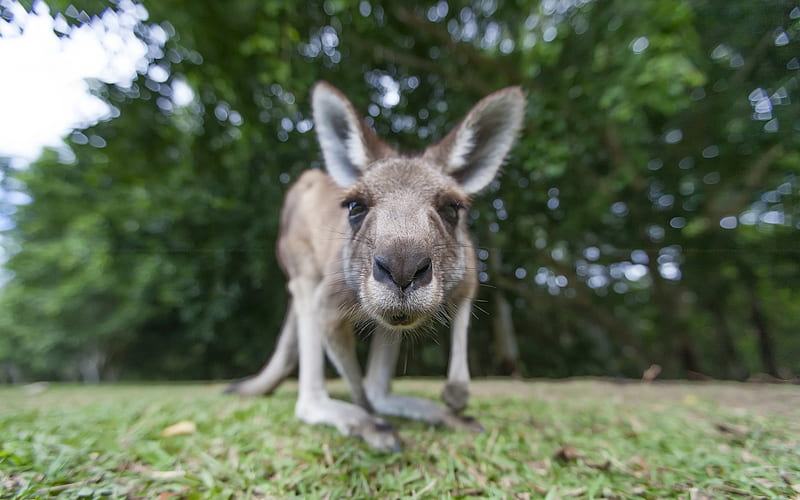 kangaroo, small animal, Australia, portrait, wildlife, forest, HD wallpaper