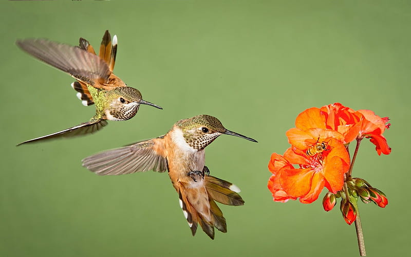 Humming-birds, humming-bird, bird, green, orange, pasare, flower, colibri, HD wallpaper