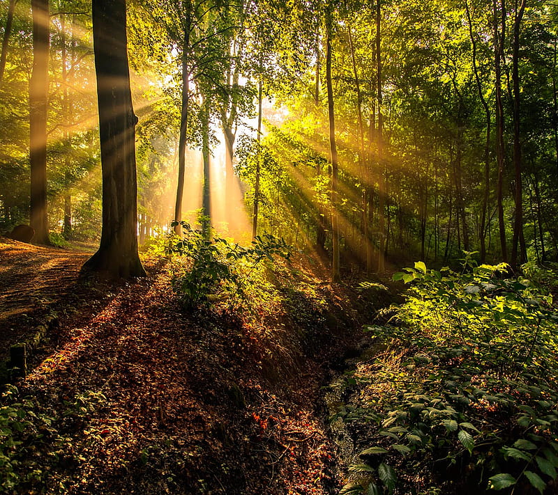 Forest Sun Rays, look, nice, HD wallpaper | Peakpx