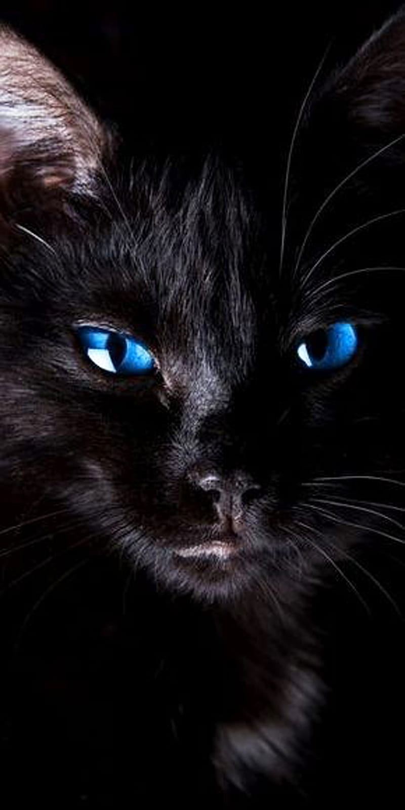 Cat, black, eyes, kitten, HD phone wallpaper