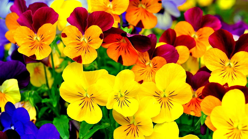 Closeup View Of Colorful Flowers Spring, HD wallpaper