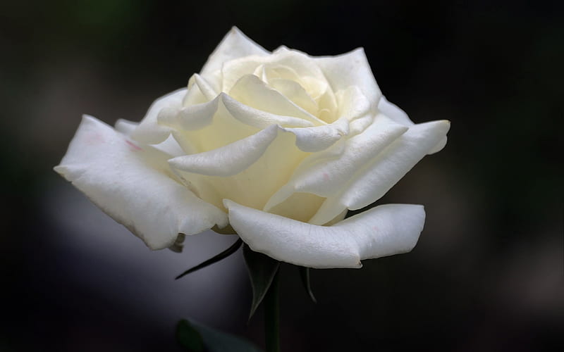 white roses, beautiful white flower, rosebud, spring, HD wallpaper