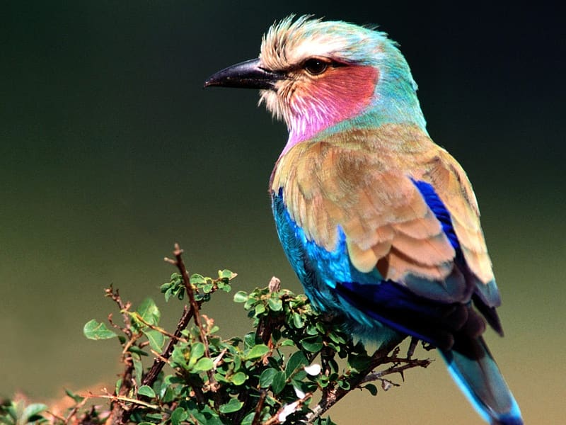 Birds, Animal, Lilac Breasted Roller, HD wallpaper