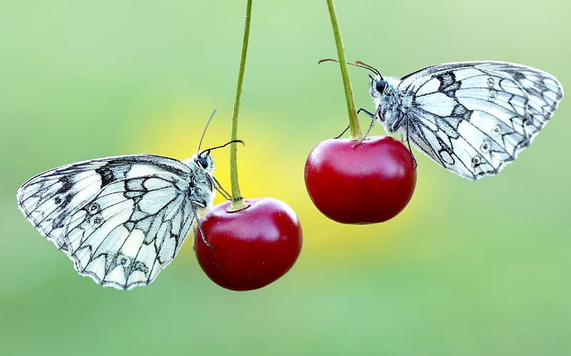Butterflies, mustafa ozturk, two, white, summer, butterfly, green, red, cherry, fruit, couple, nature, insect, vara, macro, HD wallpaper