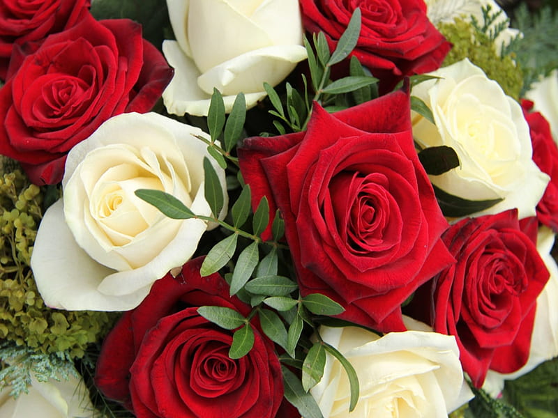 Red and white roses, White, Red, Roses, Flowers, HD wallpaper