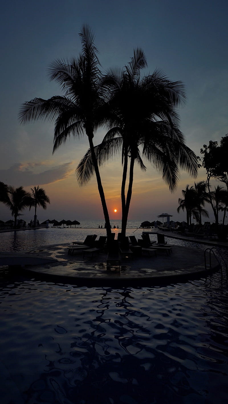 palm tree, dusk, beach, Landscape, HD phone wallpaper