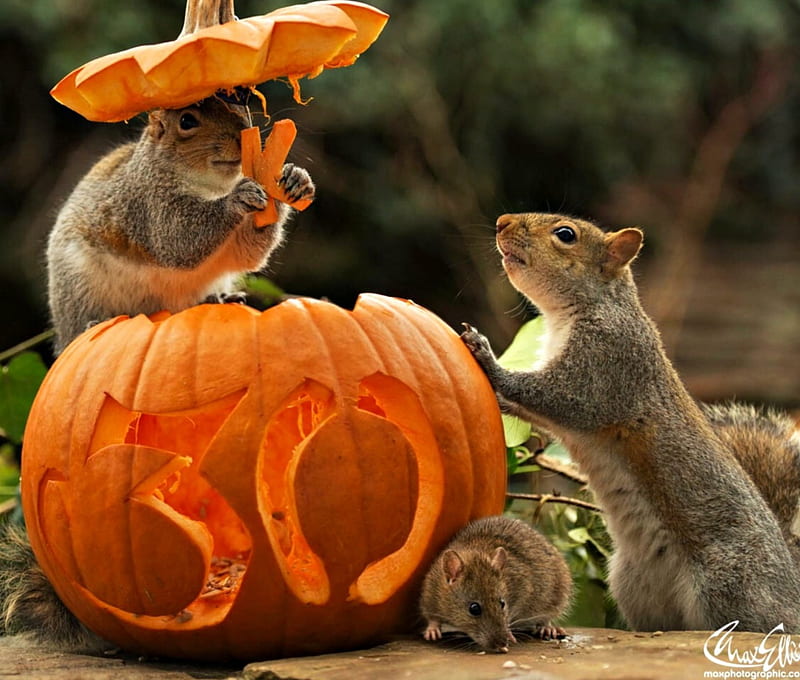 Come and join the party, max ellis, squirrel, orange, halloween, mouse, pumpkin, animal, HD wallpaper