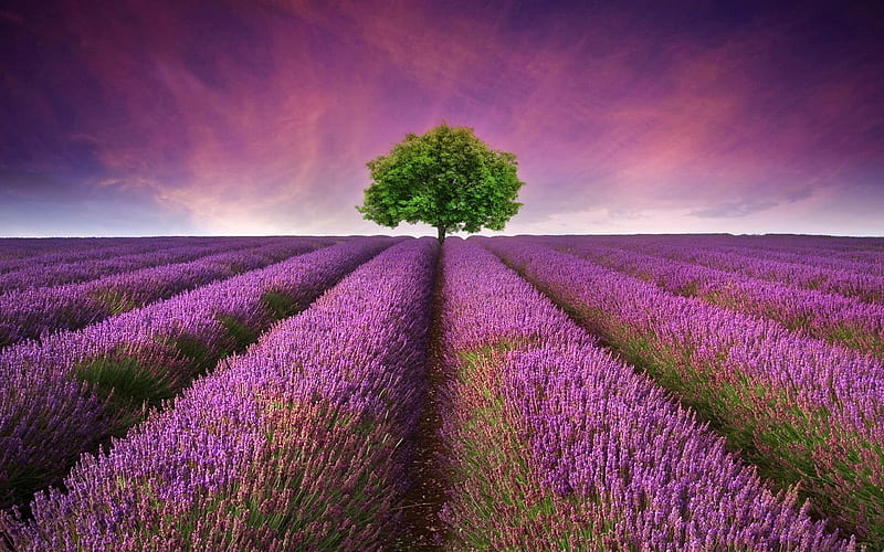 lavender field-, HD wallpaper