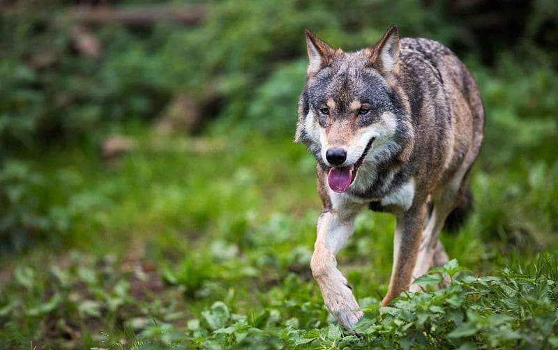 Lobo, selva, bosque, animal, Fondo de pantalla HD | Peakpx