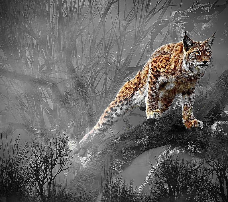 Lynx, cat, forest, hunt, nature, predator, wild, HD wallpaper