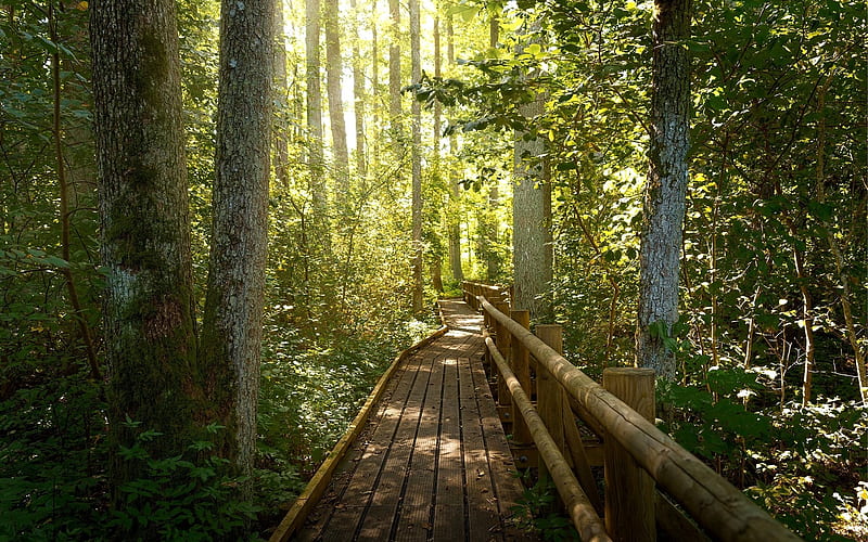 Wooden Path in Forest, Latvia, path, forest, wooden, HD wallpaper