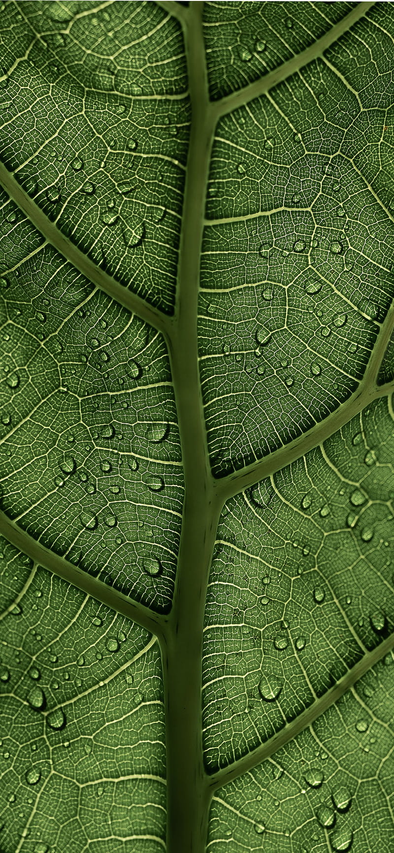 Leafy, abstract, android, apple, galaxy, huawei, iphone, note, samsung, wall, HD phone wallpaper