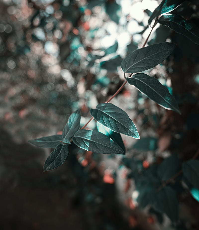 green leaf in tilt shift lens, HD phone wallpaper