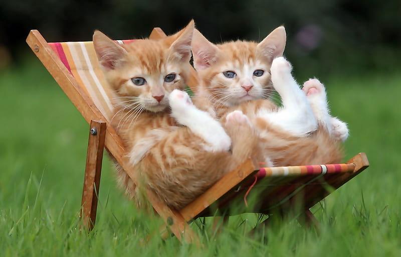 Two small cats, Two, deckchairs, small cats, grass, HD wallpaper