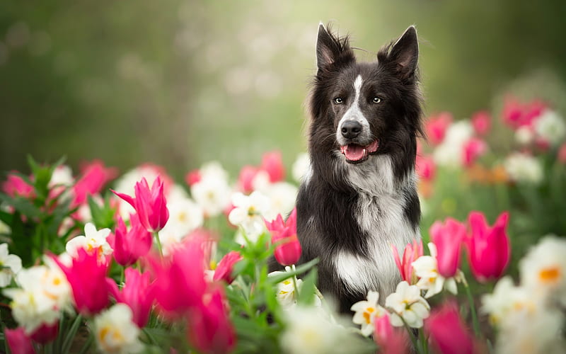 Black Border Collie, bokeh, tulips lawn, cute animals, black dog, pets, border collie, dogs, Border Collie Dog, HD wallpaper