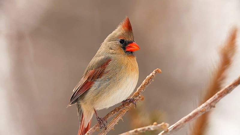 Female Cardinal, Female, Bird, animal, Cardinal, HD wallpaper