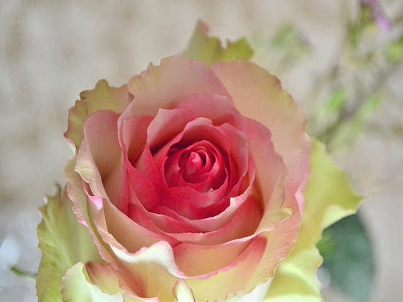 Morning rose, rose, flower, white, pink, fragile, HD wallpaper