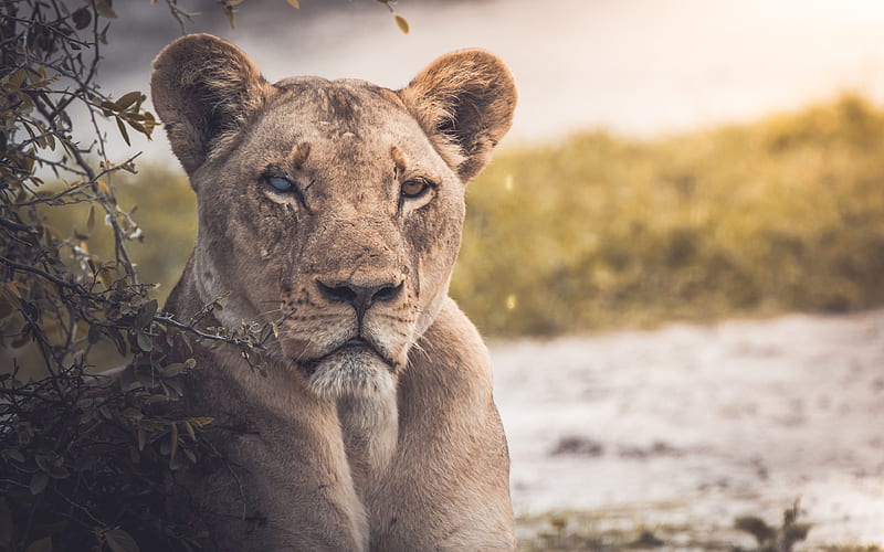 lion, Africa, portrait, predator, wildlife, different eyes, HD wallpaper