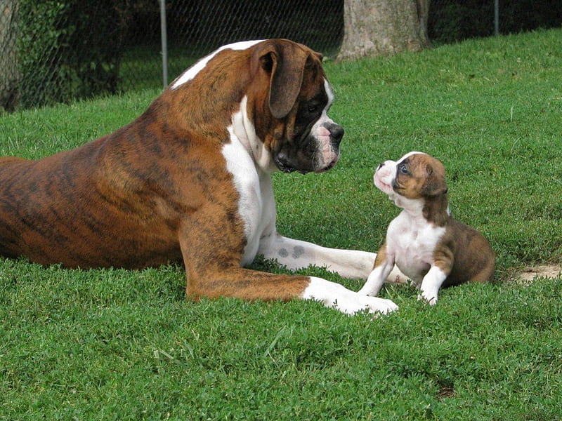 THAT'S MY MUM, lawns, puppies, grass, moms and kids, dogs, boxers, HD wallpaper