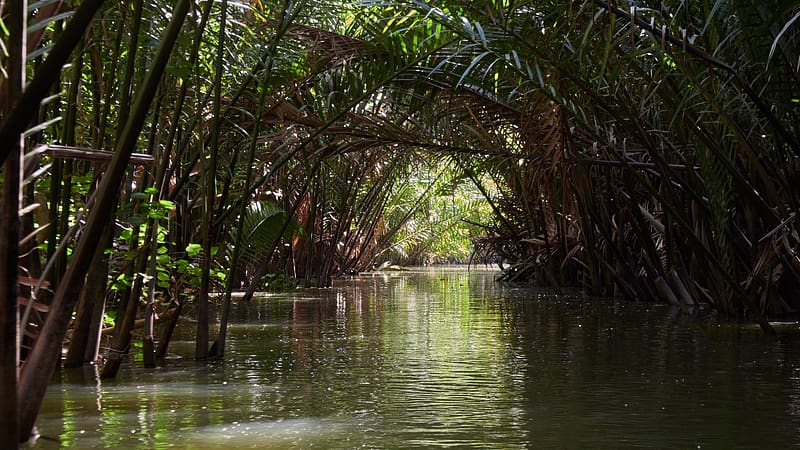 Mekong Delta, Vietnam, jungle, trees, asia, water, HD wallpaper