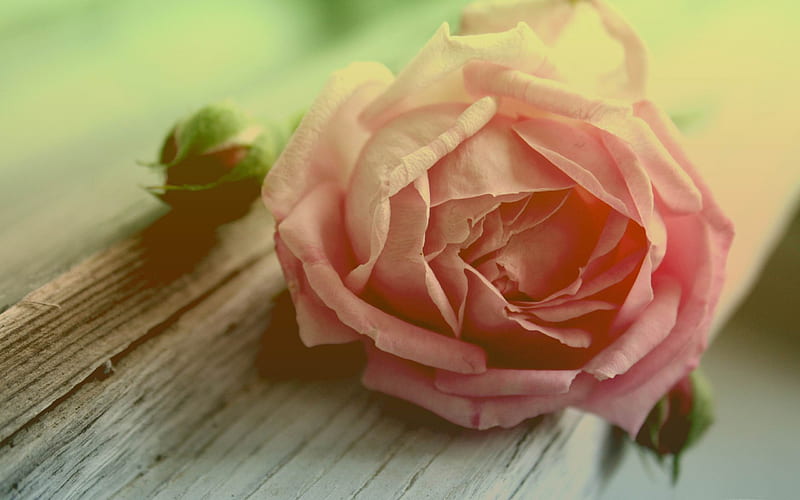 withered peach rose-flowers graphy, HD wallpaper