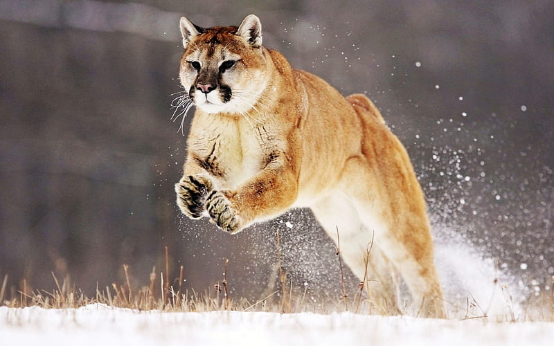 Puma, animal, brown, cats, eyes, jagd, nature, white, wild, HD wallpaper |  Peakpx