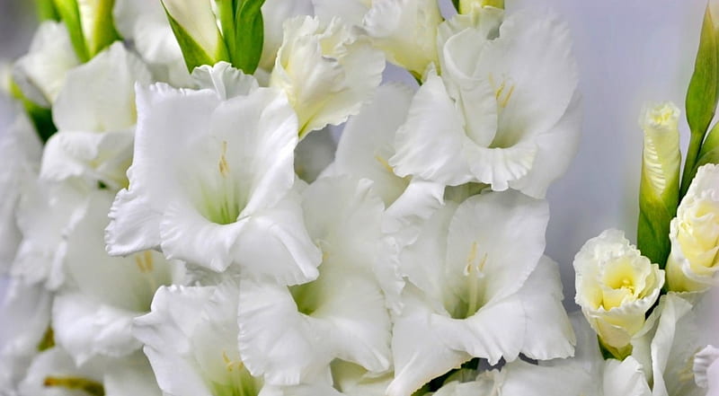 Gladiolus, flowers, blossom, white, HD wallpaper