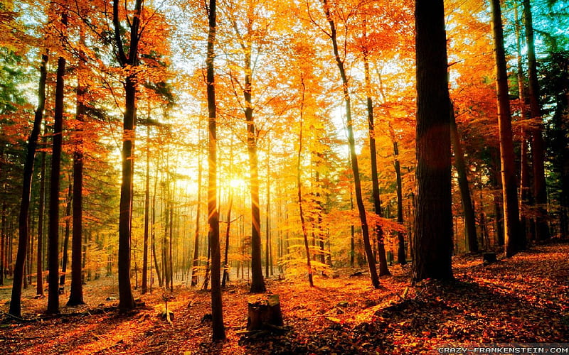 Ray of Sun in the Forest, forest, sun, colors, shadow, yellow, trees ...