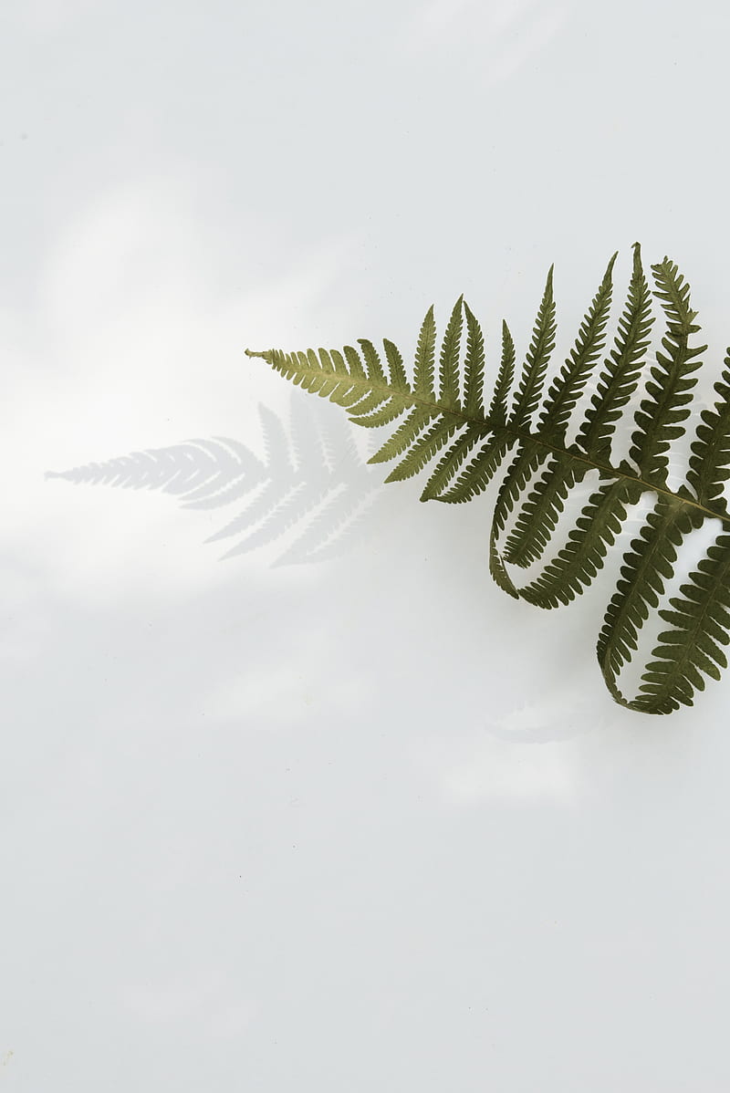 fern, branch, leaves, plant, green, HD phone wallpaper