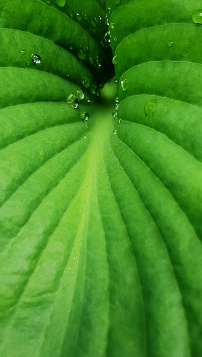 Black Hole Leaf, drops, green, lines, nature, organic, wet, HD phone wallpaper