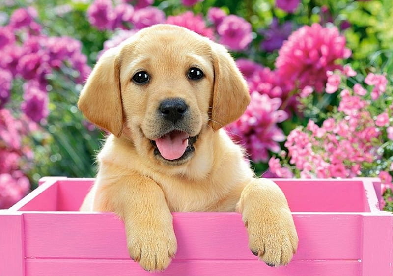 Labrador Puppy, painting, flowers, box, pink, artwork, dog, HD wallpaper