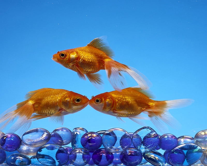 3 Goldfish, water, fins, fish, tails, HD wallpaper | Peakpx