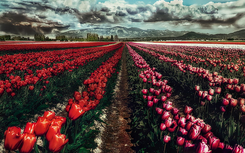 field with tulips, wild flowers, pink tulips, dark red tulips, spring flowers, mountain landscape, HD wallpaper