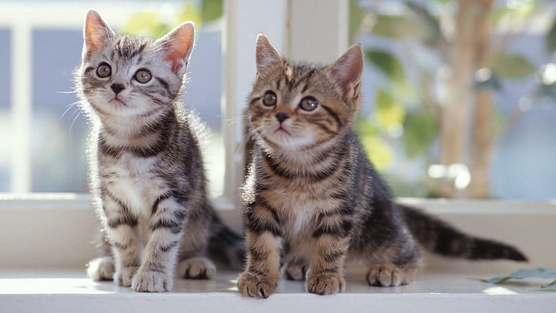 Two Brown Gray Black Tabby Cat Kittens Are Sitting Near White Window Kitten, HD wallpaper