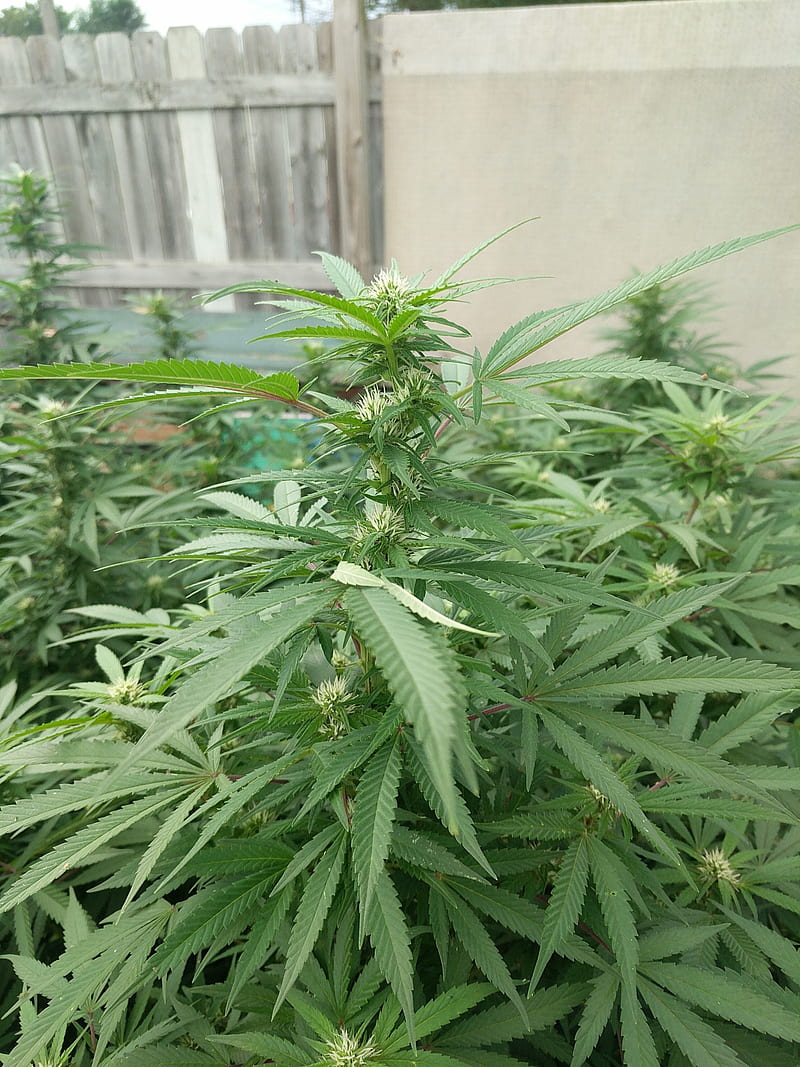 Marijuana, buds, dank, larry og, leaf, HD phone wallpaper