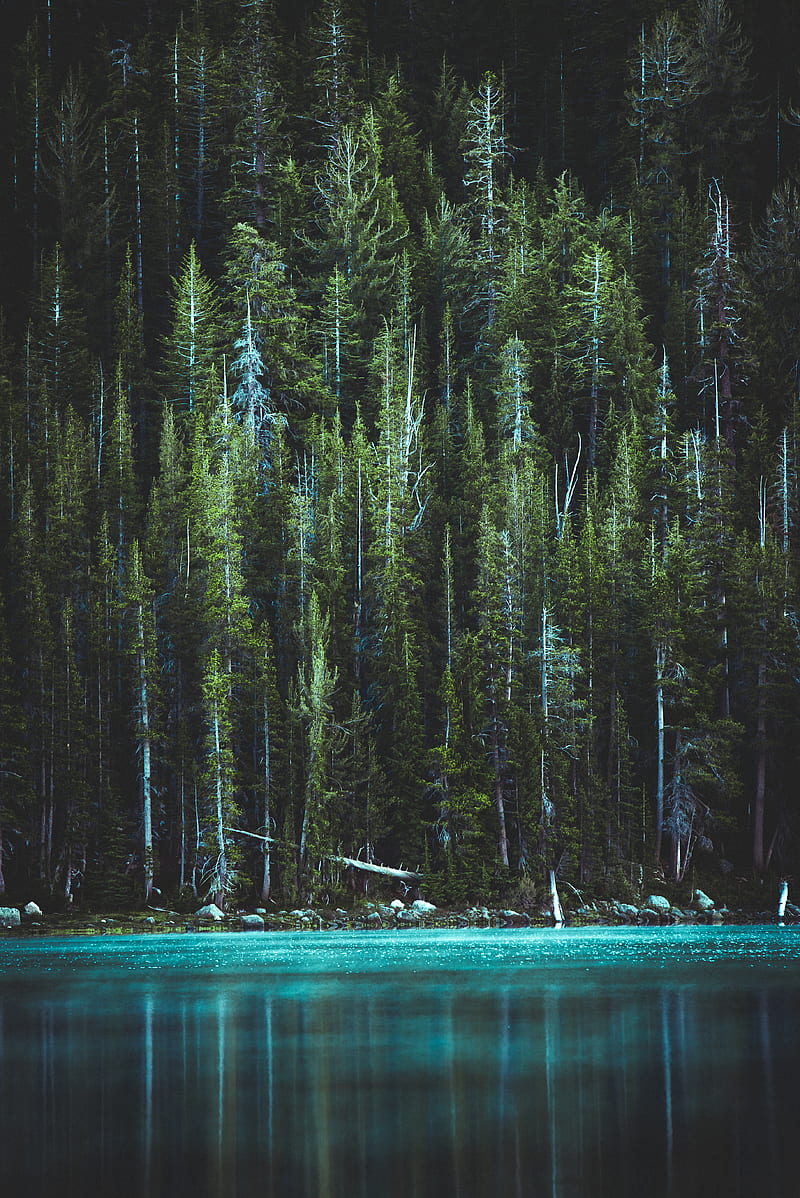 pine trees and blue lake, HD phone wallpaper