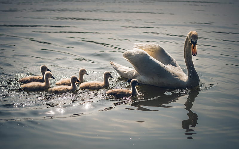 little swans, swan family, lake, beautiful birds, Young swans, swans, HD wallpaper